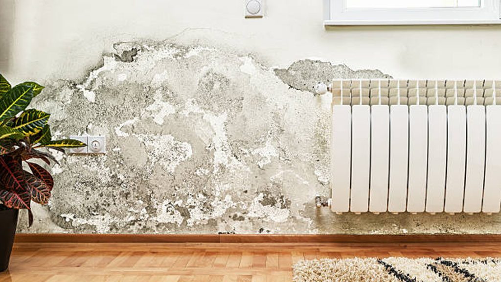 Damp Proofing Consultancy